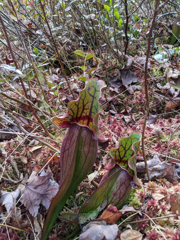 The carnivorous kind, not the parasitic kind (Category:  Paddling)