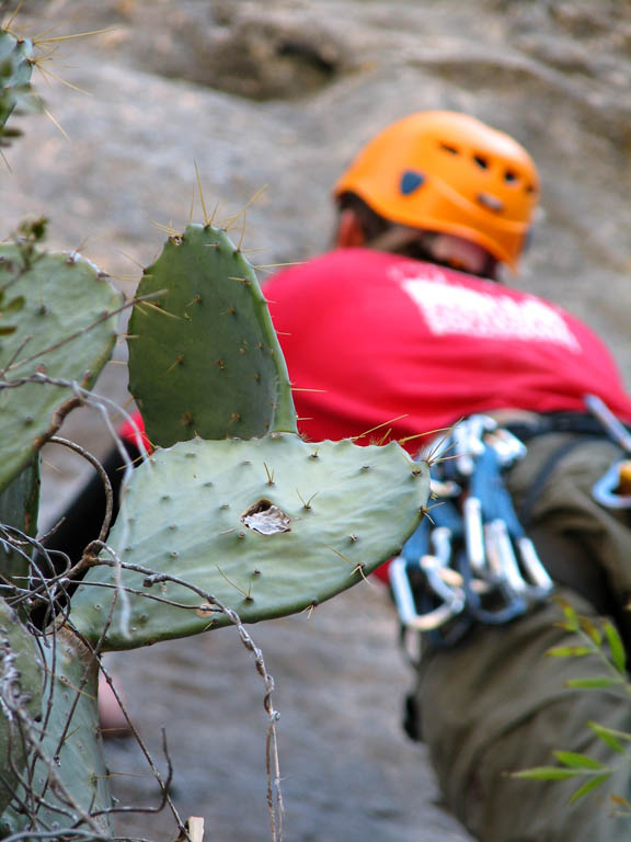 Sometimes the cactus provides extra incentive to not fall. (Category:  Photography)