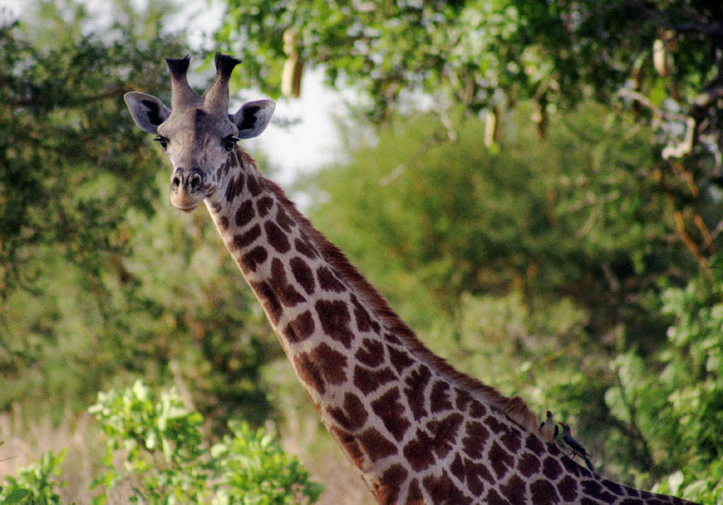 Giraffe (Category:  Photography)