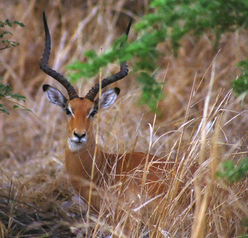 Impala (Category:  Photography)