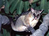 This possum was often found in the tree immediately outside my door. (Category:  Photography)