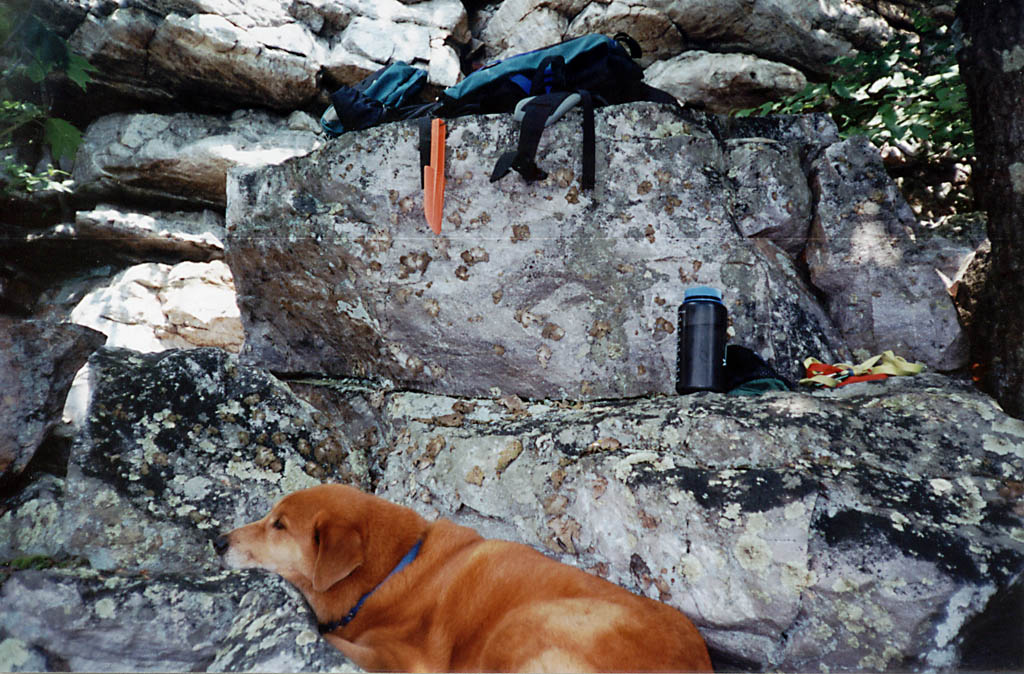 Mandel resting at the base of the cliff. (Category:  Photography)