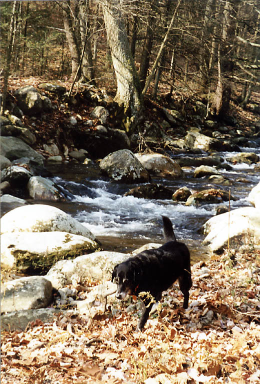 Lance walking along a stream. (Category:  Photography)