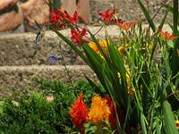 Carnivorous Mountain Hummingbird (Category:  Photography)