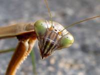 I could get as close as I wanted.  Just had to be careful not to bump the little supplicant with my lens. (Category:  Photography)