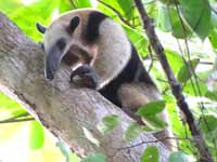 Collared Anteater (Category:  Photography)