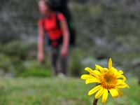 To me, this is backpacking...  The feeling of walking, with the focus sharply on the immediate surroundings. (Category:  Photography)