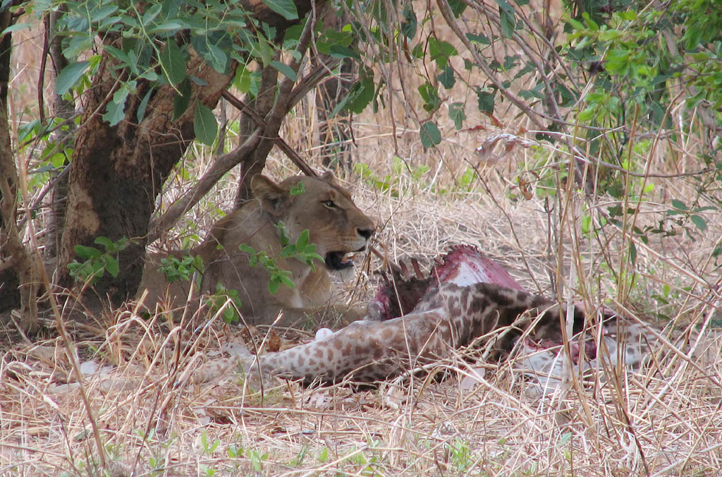 Lion eating a Giraffe (Category:  Photography)