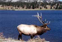 Big Elk in Rocky Mountain National Park with a scenic lake in the background. (Category:  Photography)