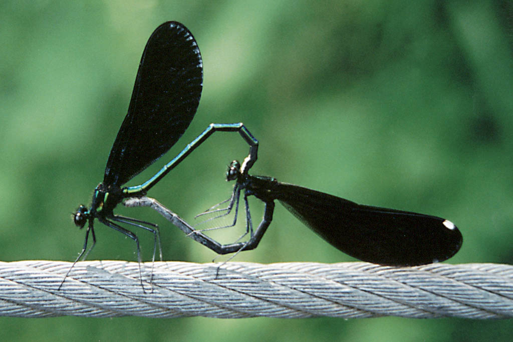 Damselflies mating. (Category:  Photography)