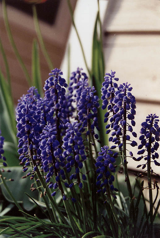 Flowers in full bloom. (Category:  Residence)