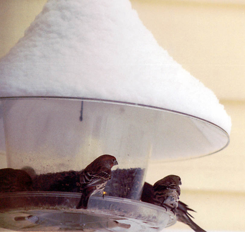 Birds at the feeder outside the kitchen window. (Category:  Residence)