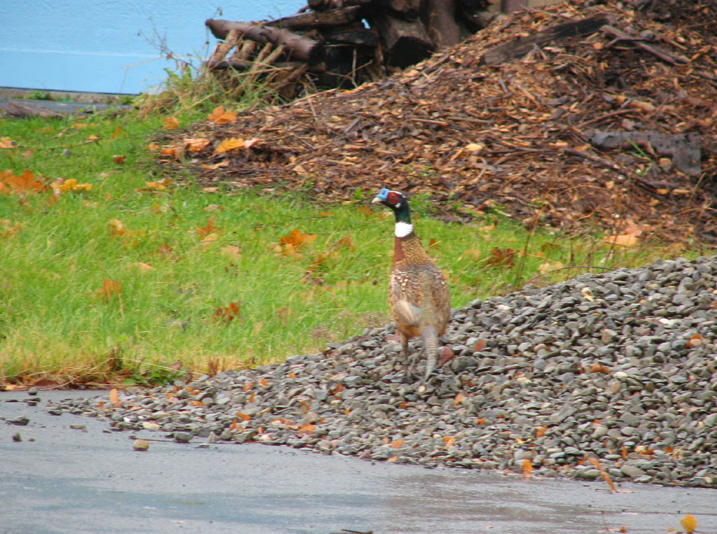 Back yard pheasant.  This banded male is probably an escapee from the DEC game farm two miles away. (Category:  Residence)