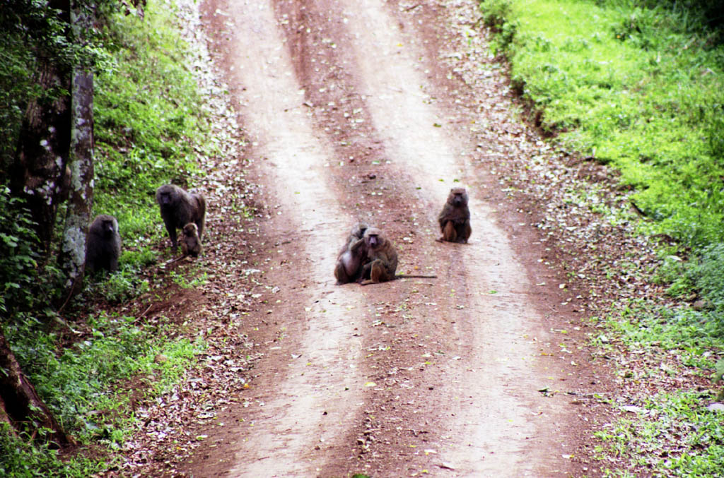 Baboon (Category:  Travel)