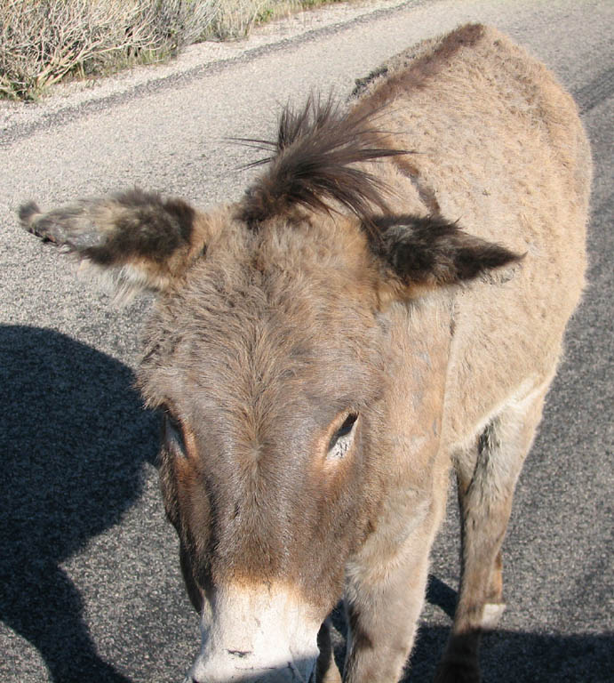 Burro in the park. (Category:  Rock Climbing)