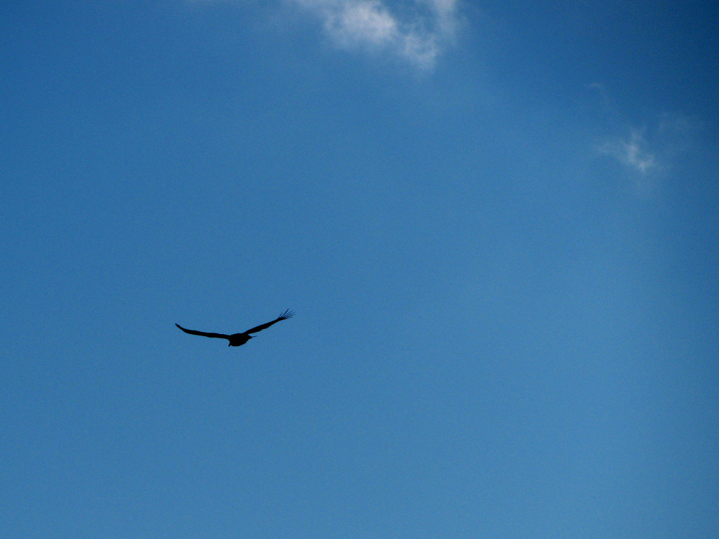 Emily got a bunch of great Turkey Vulture pictures from the top of Arrow. (Category:  Rock Climbing)