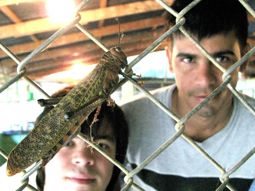 Giant Red Winged Grasshopper (Category:  Travel)