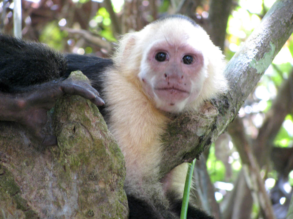 Capuchin (Category:  Travel)