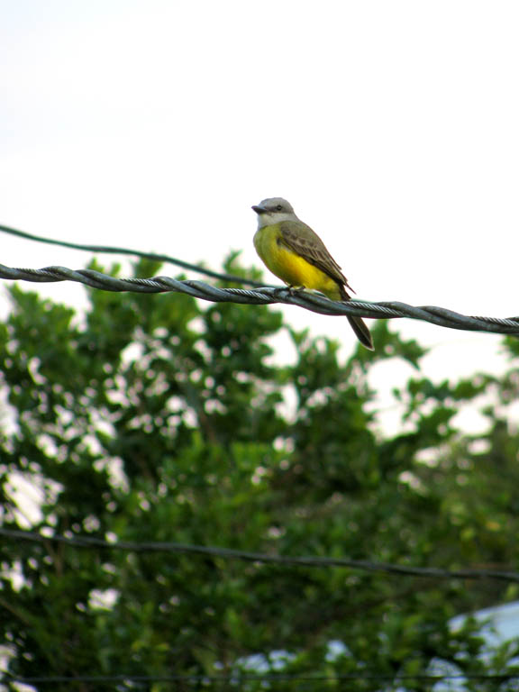 Grey-capped Flycatcher (Category:  Travel)