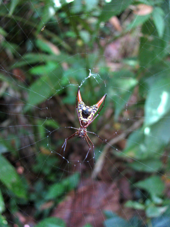 An awesome Arrow-shape Micrathena. (Category:  Travel)