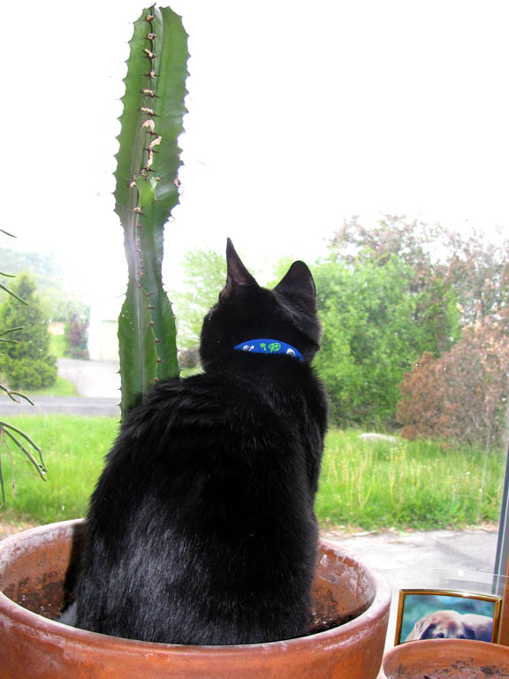 Cats are weird. (Category:  Party)