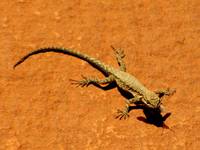 Guy and Yamin saw this lizard eat a bug! (Category:  Rock Climbing)