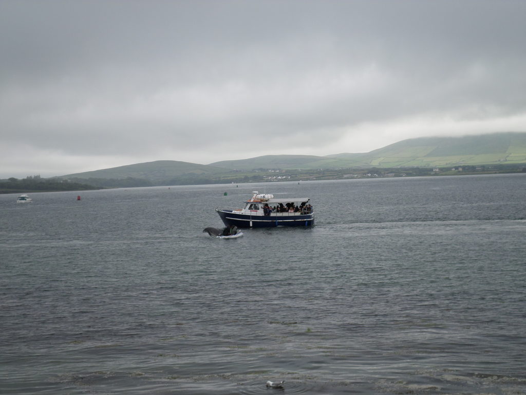 During our walk back to town, Fungie the Dolphin made an appearance (Category:  Travel)