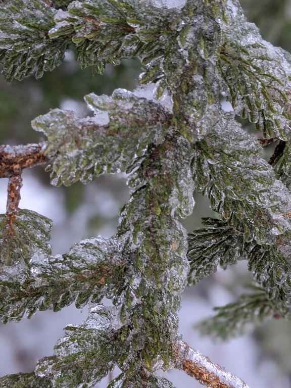 12 hours of freezing rain (Category:  Ice Climbing, Skiing)